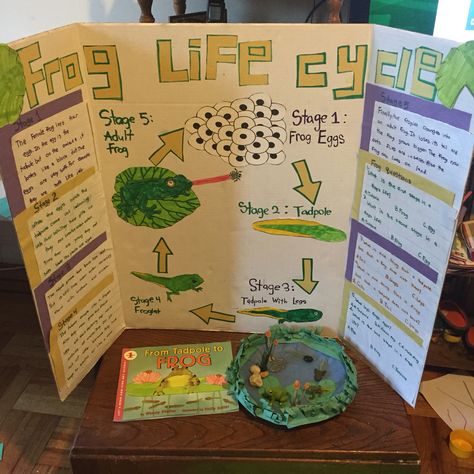 Second grade science fair project on the life cycle of a frog. Life Cycle School Project, Frog Life Cycle Project, 3d Frog Life Cycle Craft, Life Cycle Of A Frog Science Project, Life Cycle Of A Frog Activities, Life Cycle Of A Frog, Life Science Projects, School Science Projects, Animal Life Cycles