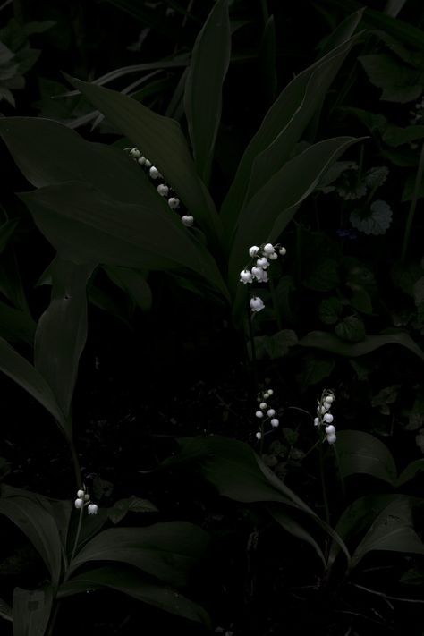 2014 - Elspeth Diederix Dark Forest Aesthetic, Lily Of The Valley Flowers, Dark Green Aesthetic, Photography Themes, Long Shadow, Pretty Photos, Flower Phone Wallpaper, Aesthetic Images, Exotic Flowers