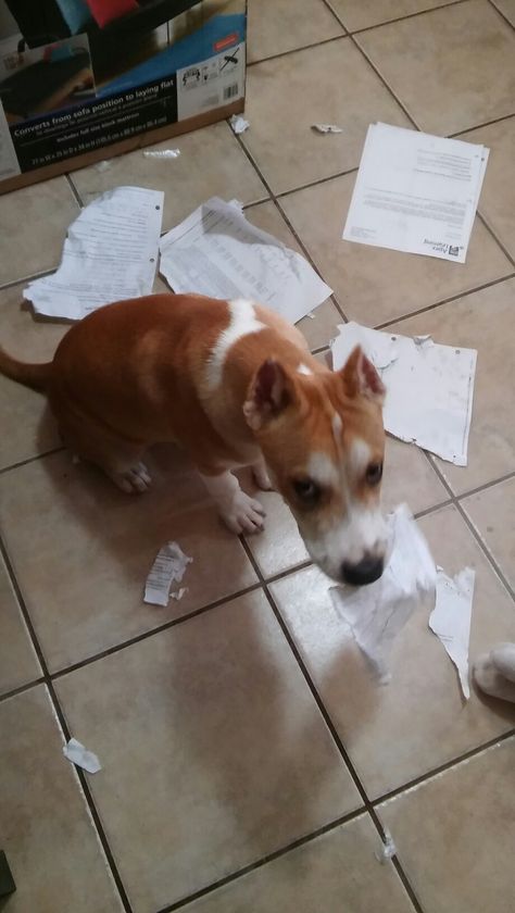 I thought the excuse, "My dog ate my homework." was a lie 😞 i guess not! Deebooooo lol but he is so cute! Dog Ate My Homework, Dog Eating, My Dog, Pitbull, Homework, So Cute, Dogs, Quick Saves