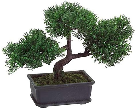 Amazon.com: T-Trove Artificial Japanese Cedar Bonsai Tree 9 inch Tall: Home & Kitchen Cedar Bonsai, Japanese Cedar, Japanese Bonsai Tree, Japanese Plants, Artificial Plant Arrangements, Juniper Bonsai, Artificial Plants Indoor, Artificial Plant Wall, Mini Bonsai