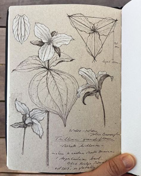 Trillium Illustration, Trillium Flower Drawing, Trillium Tattoo Design, Trillium Drawing, Trillium Flower, White Trillium Tattoo, Trillium Flower Tattoo, Trillium Tattoo, Plant Sketches