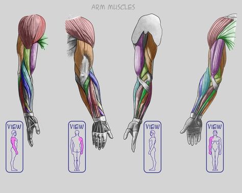 Anatomy For Sculptors - proportion calculator, store, services, video, links, blog Arm Anatomy, Human Muscle Anatomy, Human Anatomy Reference, Man Anatomy, Anatomy Sculpture, Human Body Anatomy, Anatomy Tutorial, Human Anatomy Drawing, Muscle Anatomy