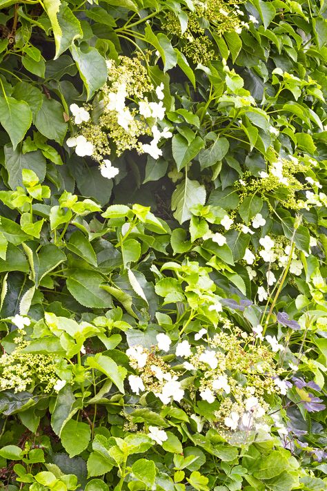 Climbing Hydrangea Trellis, Climbing Hydrangeas, Climbing Hydrangea Vine, Evergreen Climbing Plants, Hedges Landscaping, Hydrangea Vine, Evergreen Climbers, Hydrangea Petiolaris, Shade Gardening