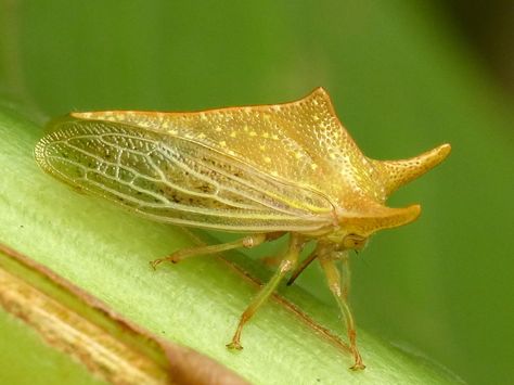 Golden tree hopper Hopper Tattoo, Tree Hopper, Creation Of Earth, Eating Bugs, Leafhopper, Moth Caterpillar, Cool Bugs, Golden Tree, Beautiful Bugs