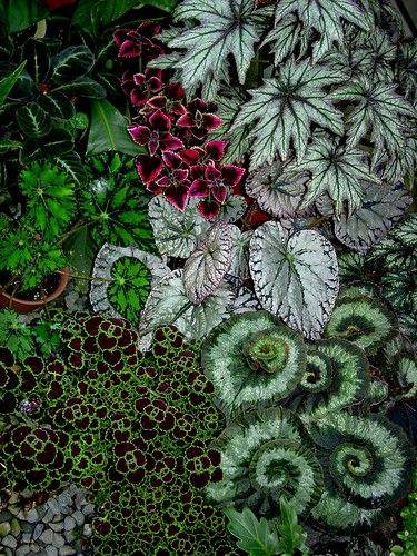 Begonia Garden, Begonia Leaves, Gorgeous Plants, Goth Garden, Gothic Garden, Decor On A Budget, Plant Combinations, Pretty Plants, Foliage Plants