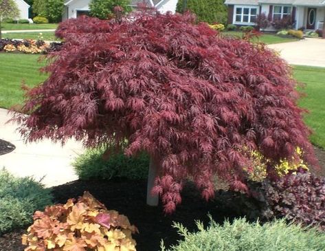 Tamukeyama Japanese Maple, Japanese Red Maple, Red Maple Tree, Weeping Willow Tree, Japanese Tree, Japanese Maple Tree, Tree Pruning, Front Landscaping, Acer Palmatum