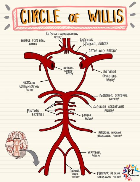 Circle Of Willis Mnemonic, Circle Of Willis Anatomy, Circle Of Willis, Anatomy Education, Physical Therapy School, Diagnostic Medical Sonography, Medicine Notes, Medical School Life, Nursing School Motivation