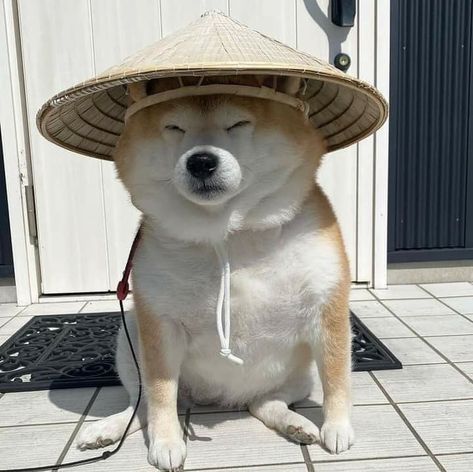 Shiba Inu, A Dog, Dogs, On Instagram, Instagram