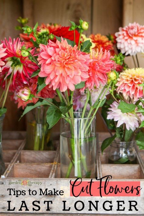 Flowers That Last Long In A Vase, How To Cut Flowers For A Vase, Greenery For Flower Arrangements, How To Make Flowers Last Longer In Vase, Cut Flower Arrangements, Cut Garden, Flowers Last Longer, Flower Farming, Sustainable Flowers