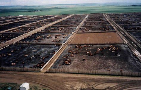 Feedlot Cattle Design, Cattle Feedlot, Cattle Feeder, Cowboy Life, Cattle Farm, Big Farm, Future Farms, Cattle Farming, Big Country