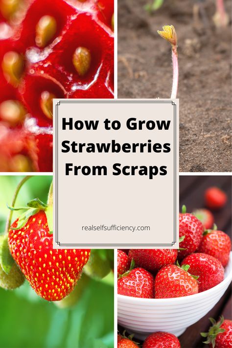 Find out just how easy it is to grow strawberries from scraps! Follow these easy steps and you'll have an abundance of fresh strawberries year after year! #strawberries #strawberriesfromscraps #growingstrawberries Starting Strawberries From Fruit, Growing Strawberries From Strawberries, Regrow Strawberries From Scraps, Planting Strawberries From Fruit, Starting Strawberries From Seed, Growing Strawberries From Scraps, How To Grow Strawberries From Fruit, Growing Strawberries From Seed, Grow Strawberries From Scraps