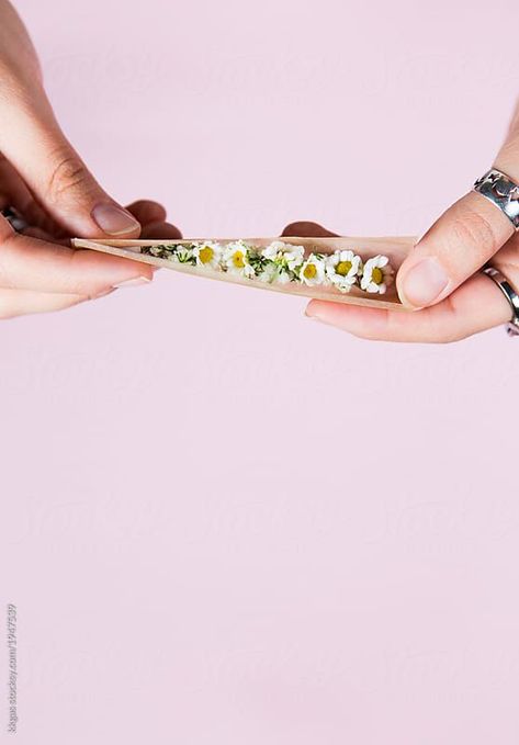 "420 concept showing anonymous womans hands rolling spring flowers in cigarette paper" Download this high-resolution, royalty-free stock photo by kkgas from Stocksy United. Rolling Paper, Casual Tees, Puff And Pass, Hand Roll, Tops Casual, Neck Pattern, Middle Age, Spring Flowers, Rock And Roll