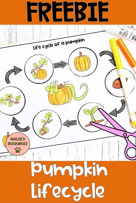 FREE pumpkin lifecycle activity from Wolfie's Resources. Perfect for use as part of your pumpkin, autumn, fall, lifecycles topics. This cut and paste pumpkin lifecycle activity can be used as an independent activity and comes in color and black and white printing options. Click on through now to download. #pumpkinlifecycle #pumpkinactivity #pumpkinactivityforkids #wolfiesresources Pumpkin Life Cycle Kindergarten, Pumpkin Soup Activities, Lifecycle Of A Pumpkin, Plant Pumpkins, Pumpkins Preschool, October Lessons, Pumpkin Life Cycle, Life Cycles Activities, Farm Preschool