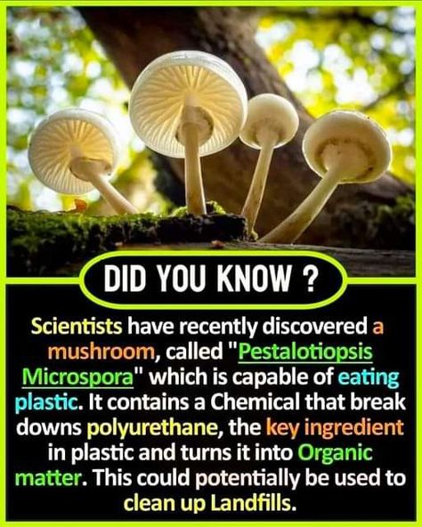 Mushroom Facts, Mushroom Benefits, True Interesting Facts, Cool Science Facts, Unbelievable Facts, Herbs For Health, Animal Facts, Science Facts, Organic Matter