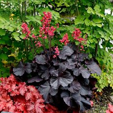 Dark Forest Decor, Black Plants, American Meadows, Gothic Flowers, Goth Garden, Gothic Garden, Coral Bells, Cottage Garden Plants, Black Forest Cake