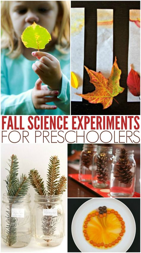 November Stem Activities Preschool, Experiments Preschool, Fall Science Experiments, Experiments For Preschoolers, Fall Science Activities, Lesson Plans For Kindergarten, Preschool Inspirations, Fall Leaves And Pumpkins, Stem Centers