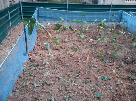 PICTURES..The Construction Of Free Range Snail Farming System. - Agriculture - Nigeria Snail Farming, Snails Recipe, Farming System, Lagos Nigeria, Healing Herbs, Free Range, Wealth Building, Botany, Agriculture