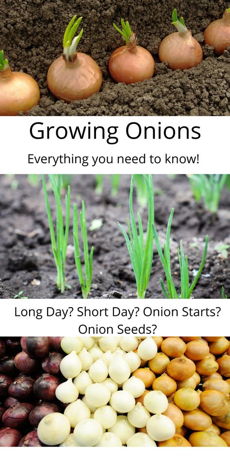 Growing Onions And Garlic, Fall Onion Planting, How To Grow White Onions, Growing Onions From Onions, Onion Garden How To Grow, Growing Onions In Raised Beds, Planting Onions From Seeds, Onion Bulbs Planting, Plant Onion From Onion