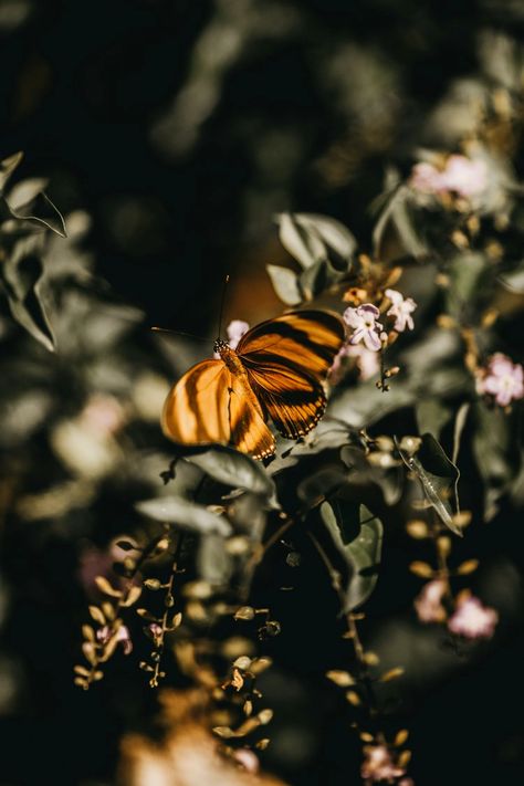 Close-Up Photo of Butterfly · Free Stock Photo Desktop Wallpaper Full Screen, Beautiful Butterfly Images, Lilac Butterfly, Wallpaper Flowers, Butterfly Images, Butterfly Photos, Butterfly Wallpaper, Close Up Photos, Natural Environment