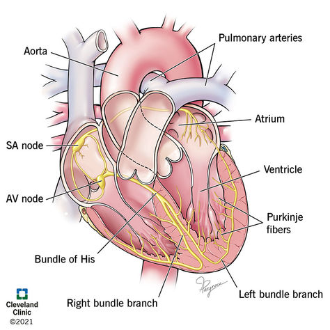 Heart Conduction, Cardiac Conduction System, Sinoatrial Node, Heart Catheterization, Bundle Branch Block, Basic Anatomy And Physiology, Nerve Fiber, Atrial Fibrillation, Parasympathetic Nervous System