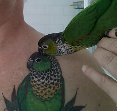 Could it be a more perfect love? Conure parrot tattoo Green Cheek Conure Tattoo, Parrot Feather Tattoo, Conure Tattoo, Parrot Tattoos, Feminine Arm Tattoos, Parrot Tattoo, Tattoo On Shoulder, Conure Parrots, Parrot Feather