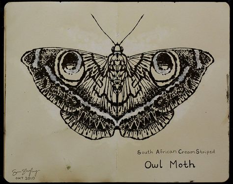 Owl moth Owl Moth Tattoo, Owl Moth, The Scarlet Letter, Old Portraits, Birthday Art, Moth Tattoo, Stomach Tattoos, Awesome Tattoos, My Birthday