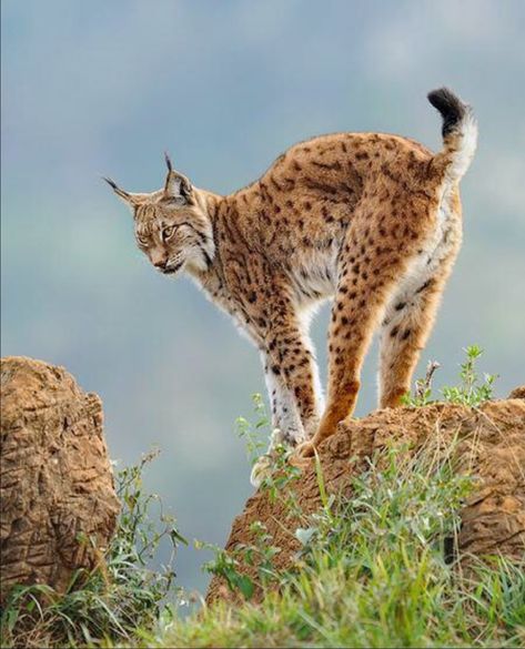 Eurasian Lynx (Lynx lynx) perched on a rocky outcrop. These spotted wild cats range from Europe across to China—solitary, secretive animals that prefer dense forests full of hiding places and stalking opportunities. Feline Beauty, Iberian Lynx, Lynx Lynx, Eurasian Lynx, Small Wild Cats, Magical Nature, Nature Tour, Cat Family, Cheetahs