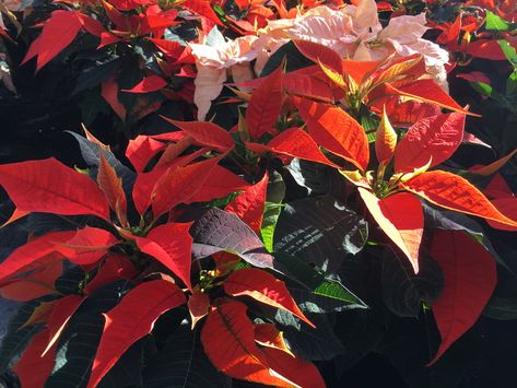 Poinsettia Plant, Garden Christmas, Next Holiday, After Christmas, Poinsettia, Green Thumb, Plant Care, Indoor Plants, Home Crafts