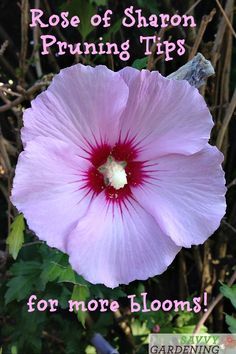 Rose Creeper Plant, When To Prune Rose Of Sharon, Rose Of Sharon Tree, Rose Of Sharon Bush, Hibiscus Care, Hibiscus Bush, Rose Garden Landscape, Rose Garden Design, French Country Garden