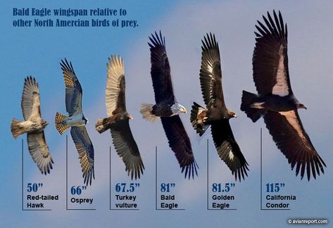 Eagle Wingspan, Golden Eagle Flying, Juvenile Bald Eagle, Aigle Royal, Bird Identification, Eagle Pictures, Bird Wings, Golden Eagle, Animal Facts