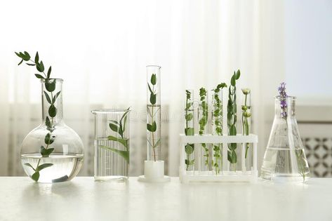 Landscape References, Laboratory Glassware, Laboratory Design, Chemical Plant, Furniture Design Chair, Test Tubes, Plant Table, Plant Science, Laboratory Science