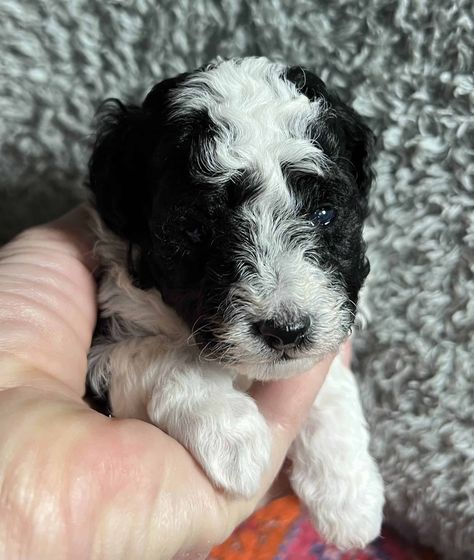 CKC ( BLACK AND WHITE ) FEMALE TOY POODLE PUPPY ! Black And White Poodle, Poodle Teacup, Teacup Poodles For Sale, White Toy Poodle, Toy Poodle Puppy, Teacup Poodle, Parti Poodle, Tea Cup Poodle, Mini Poodles