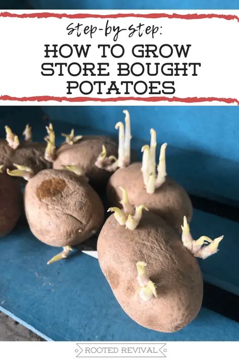 Sprouting Potatoes, Grow Potatoes In Container, Container Potatoes, Potato Gardening, Compost Soil, Planting Potatoes, How To Store Potatoes, Vegetable Garden Diy, Growing Veggies