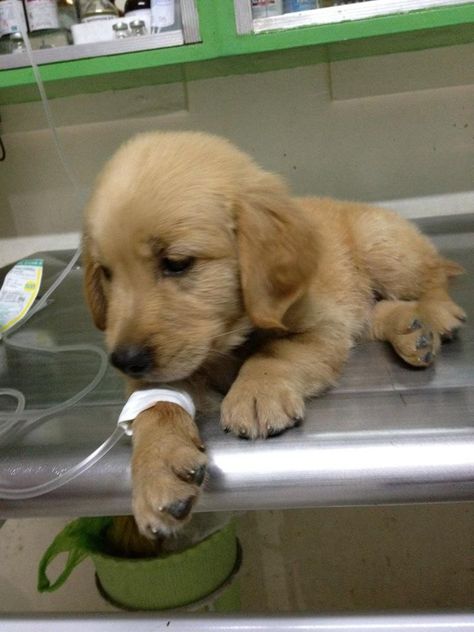 Sick :( Dog Sick, Sick Dog, Golden Retriever, Dogs, Animals, Quick Saves