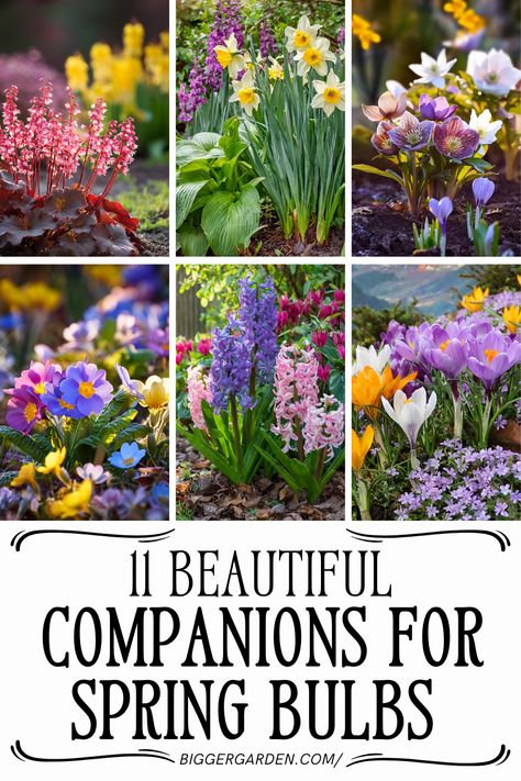 Learn the spring secrets to pairing flower bulbs that ensure your garden is beautiful all year. From garden care to spring bulbs, discover how to create a garden with the most beautiful flowers. Explore how to integrate fall plants and summer flowers garden ideas for a year-round vibrant space filled with bulb flowers. Bulbs To Plant In Fall, Red Perennials, Plant In Fall, Winter Gardening, Reading More, Lenten Rose, Garden Beautiful, Planting Plan, Spring Bulbs