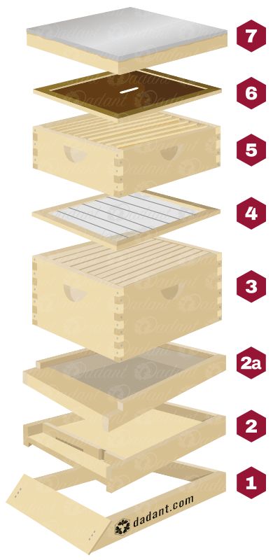 Beehive Components Part I: The Basics of Building a Hive | Dadant & Sons Build A Bee Hive, Bee Hive Stands Ideas, Honey Bee Farming, Building A Beehive, Langstroth Hive Plans, Nuc Bee Hive Plans, Bee Hive Stand, Hive Stand, Bee Hives Boxes