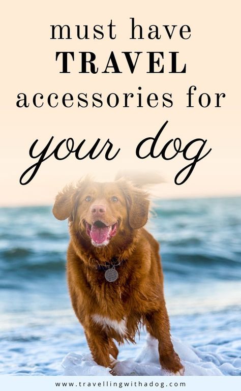 Holistic Dog Care, Popular Dog Names, Dog Rescue Stories, Dog Friendly Vacation, Dog Travel Accessories, Accessories For Dogs, Must Have Travel Accessories, Staffordshire Terriers, Agility Training For Dogs