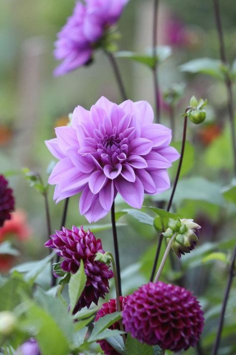 Lilac and Purple Dahlias. Such a vibrant colour for your cottage garden ideas. Purple Dahlias, Dahlia Purple, Cottage Garden Ideas, Shades Of Lilac, Purple Dahlia, Cottage Garden Plants, Dahlia Flower, Summer Flowers, Cottage Garden