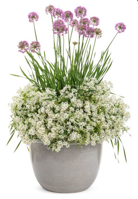 allium and euphorbia Proven Winners Containers Recipes, Proven Winners Containers, Full Sun Planters, Container Recipes, Ornamental Onion, Spring Planters, Diamond Frost, Verbena Bonariensis, Plant Shopping