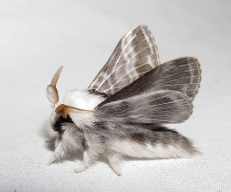 God is in Control — Tolype velleda - Large tolype Family: ... Poodle Moth, Moth Species, Cute Moth, Cool Bugs, Beautiful Bugs, Creepy Crawlies, Arthropods, Pretty Animals, Bugs And Insects