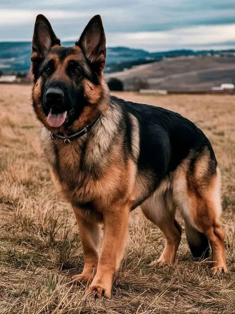 German Shepherd Lovers Clab | Beautiful Photography 😍😍 | Facebook Beautiful Photography, German Shepherd, Photography