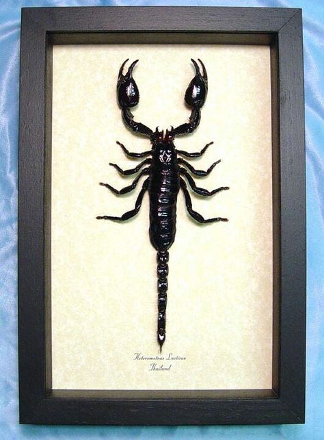 Scorpio Giant Scorpion, Real Butterfly Art, Taxidermy Bat, Real Scorpion, Framed Butterflies, Framed Insect, Insect Taxidermy, 25th Birthday Parties, Taxidermy Art