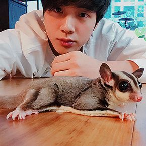 Jin's Pet, Seokjin Bts, Flower Boys, Bts Members, Bts Jin, Bts Pictures, Jung Hoseok, Kim Seokjin, Kim Taehyung