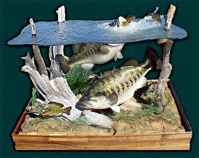 taxidermy+tables | Stuffed Pheasant: June 2008 Bass Mounts, Stuffed Pheasant, Bass Fishing Pictures, Waterfowl Taxidermy, Fish Taxidermy, Animal Mounts, Taxidermy Decor, Fish Mounts, Deer Antler Decor