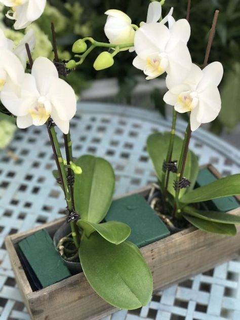 Rose And Orchid Arrangement, Potted Orchid Centerpiece Wedding, Orchid Centerpiece Ideas, Orchids Arrangements Ideas, Cymbidium Orchids Arrangement, Potted Orchid Centerpiece, Cheap Wedding Table Centerpieces, Sanctuary Home Decor, Orchid Centerpiece