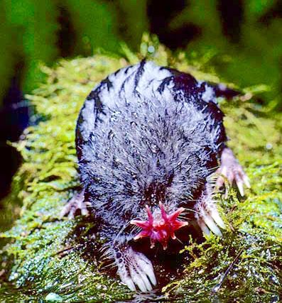 Baby Star Nose Mole Diving Into Pool, Star Nosed Mole, Landscape Wedding, Mole Rat, Photography Genres, Animal Antics, Weird Creatures, Weird Animals