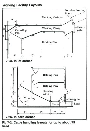 Cattle Barn Designs, Show Cattle Barn, Cattle Housing, Cattle Facility, Cattle Corrals, Barn Layout, Cattle Barn, Raising Cattle, Goat Barn