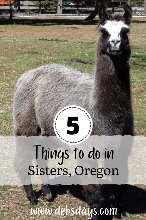 Learn about five different activities you can do when visiting the town of Sisters, Oregon. Gallery Restaurant, Sisters Oregon, Travel Oregon, The Quilt Show, Central Oregon, Oregon Travel, Best Western, Beautiful Morning, Buy Tickets