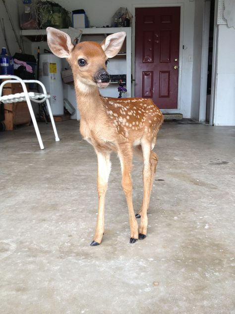 Open Garage, Palmetto Florida, Funny Deer, Fawns Deer, Under Your Spell, Paws And Claws, Vintage Deer, Pretty Animals, Oh Deer