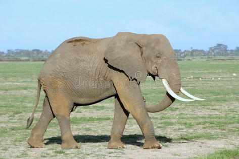 Elephant Profile Picture, Elephant Walking, An Elephant Sitting Still, Elephant Habitat, Elephant Species, Elephant Laying Down, Wild Elephant Photography, Elephant Herd Photography, Elephant Wallpaper